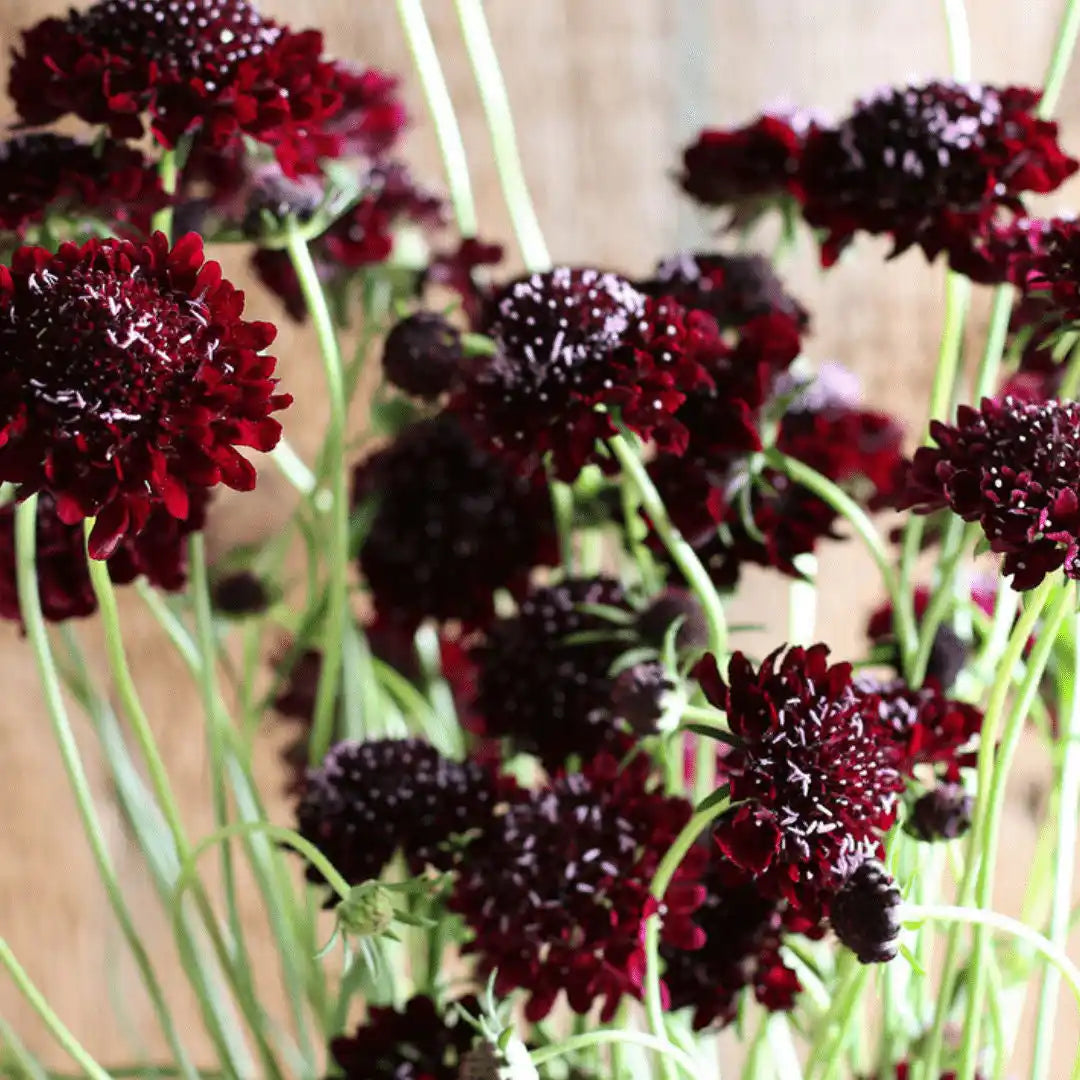 Scabiosa Seeds - Black Knight
