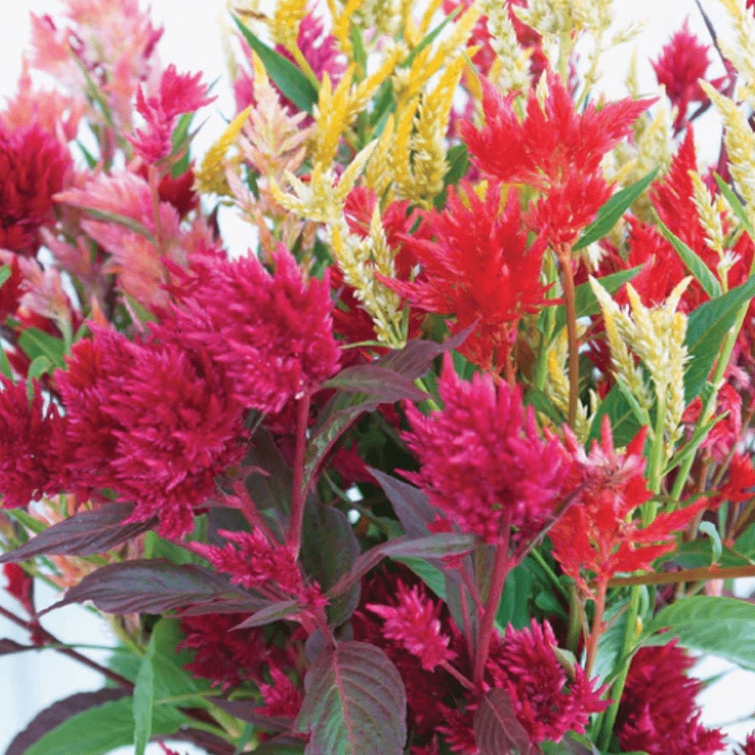 Celosia Pampas Plume Mix Cockscomb Seeds Online | Circle Farms Canada