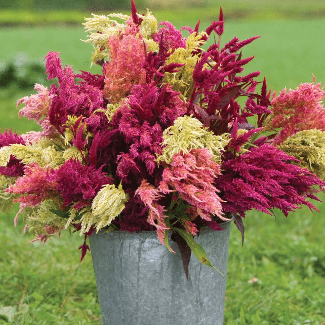 Celosia Pampas Plume Mix Cockscomb Seeds Online | Circle Farms Canada