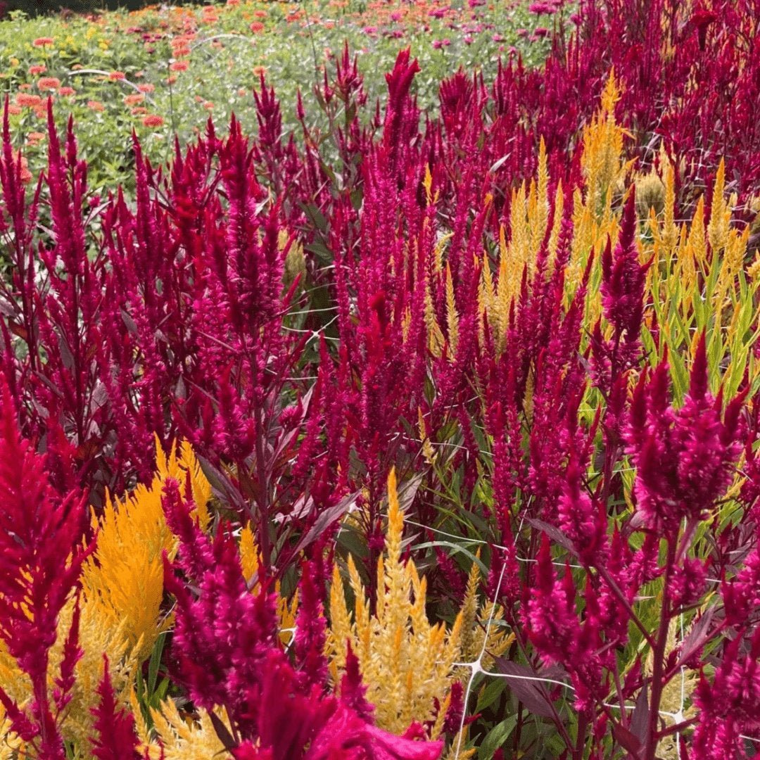 Celosia Pampas Plume Mix Cockscomb - Circle Farms seeds