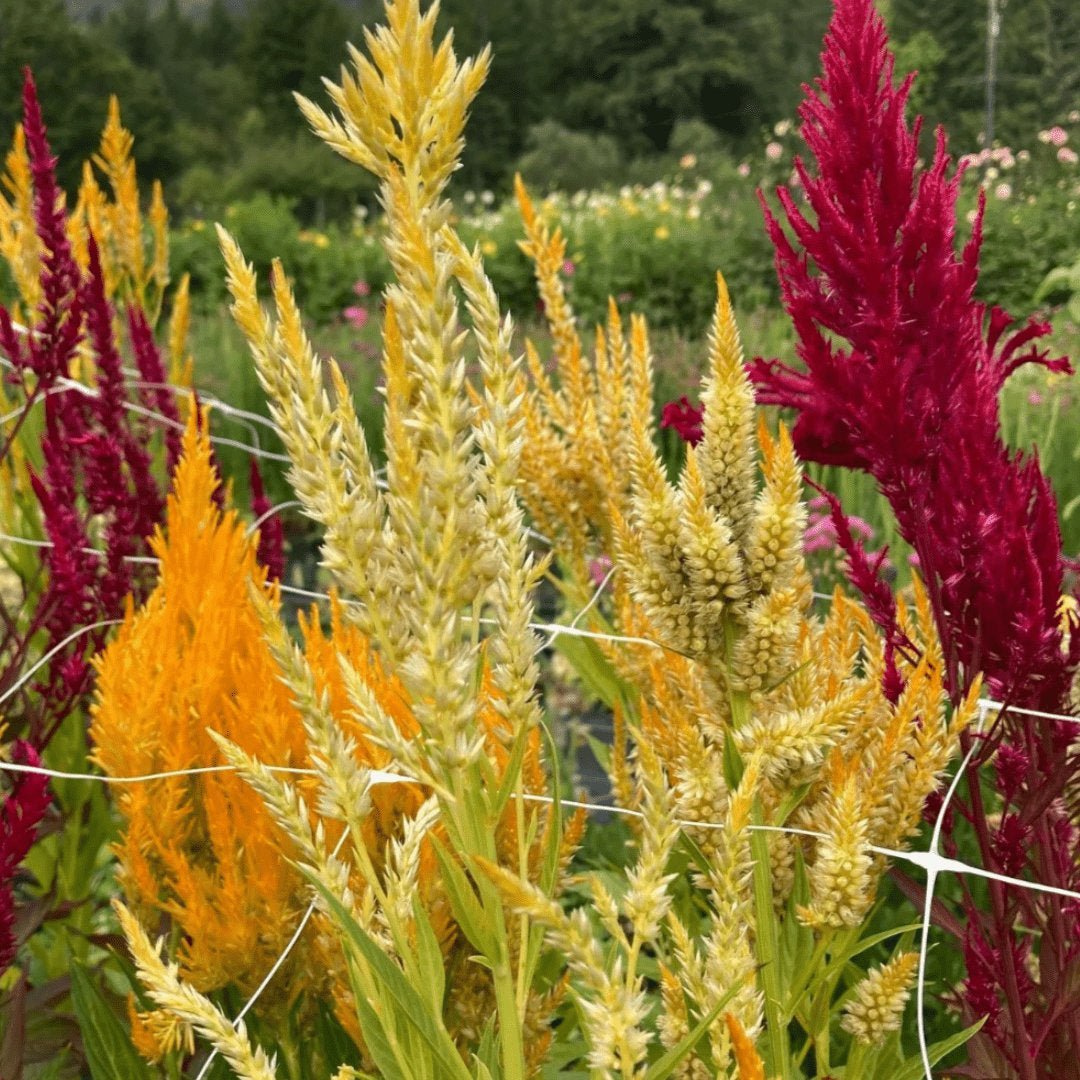 Celosia Pampas Plume Mix Cockscomb - Circle Farms seeds