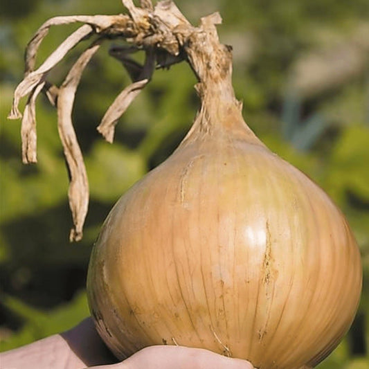 Ailsa Craig Sweet Onion - Circle Farms seeds
