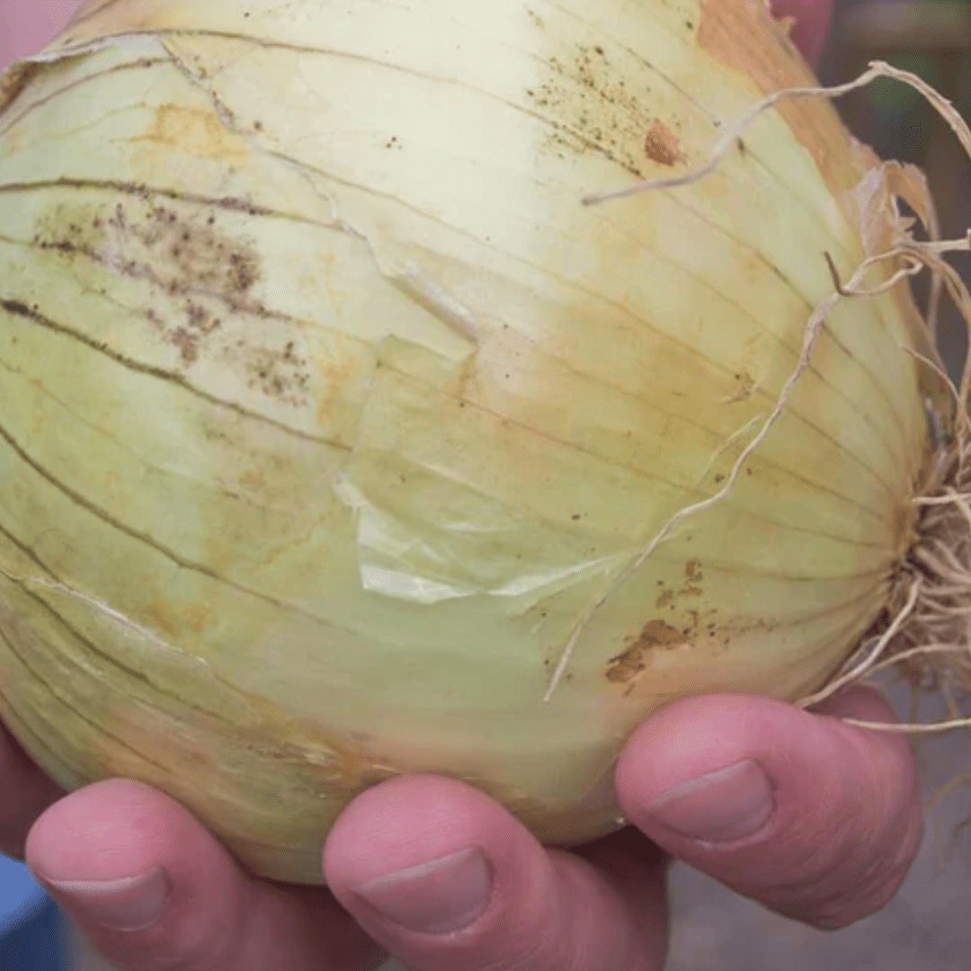 Ailsa Craig Sweet Onion - Circle Farms seeds