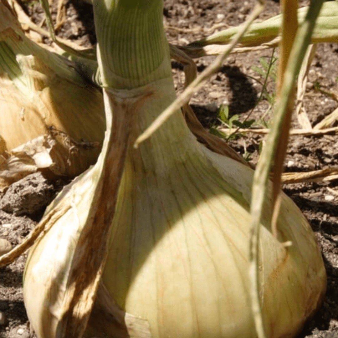 Ailsa Craig Sweet Onion - Circle Farms seeds