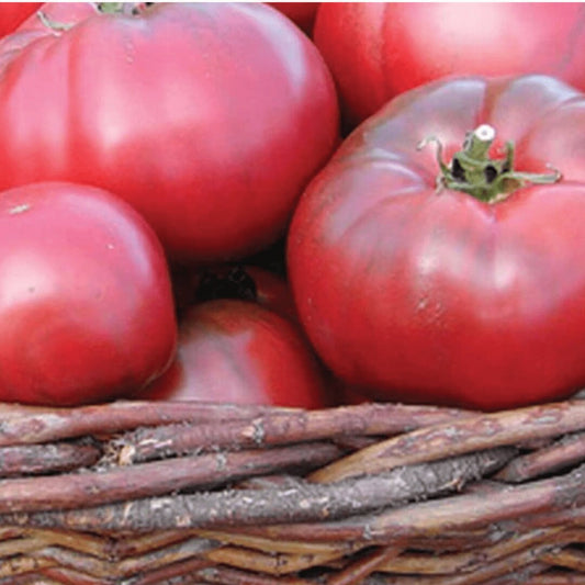 Tomato - Black Krim Seedling Plant (Local Calgary only)