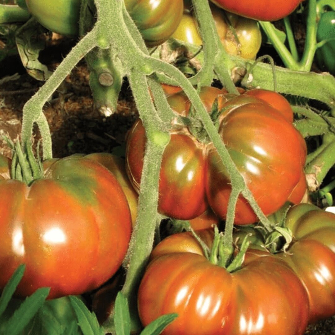 Tomato - Black Krim Seedling Plant (Local Calgary only)