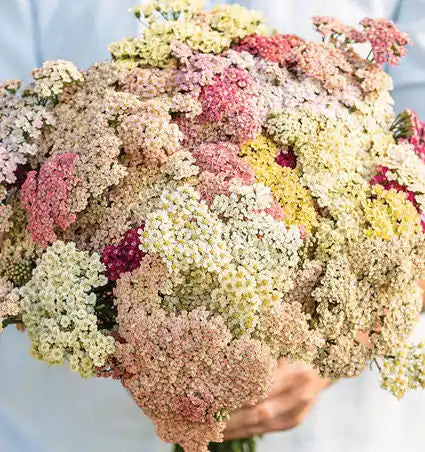 Yarrow Seeds - Favourite Berries Pastel Mix