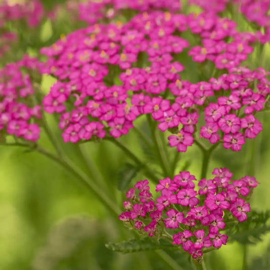 Yarrow Seeds - Cerise Pink