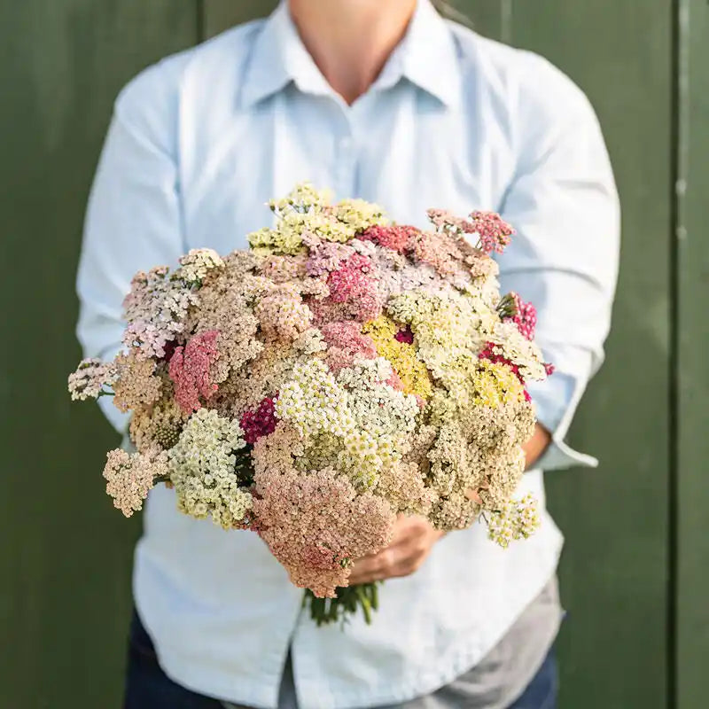Yarrow Seeds - Favourite Berries Pastel Mix