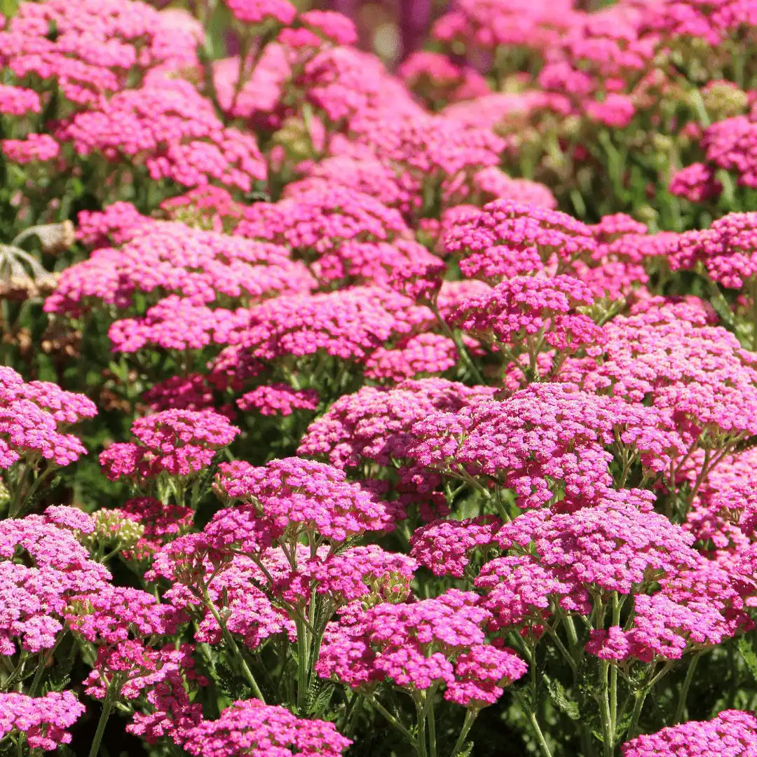 Yarrow Seeds - Cerise Pink