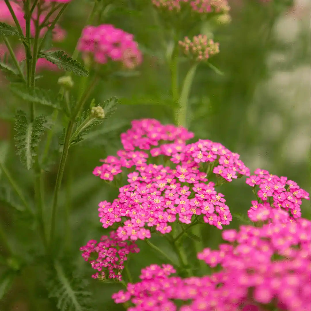 Yarrow Seeds - Cerise Pink