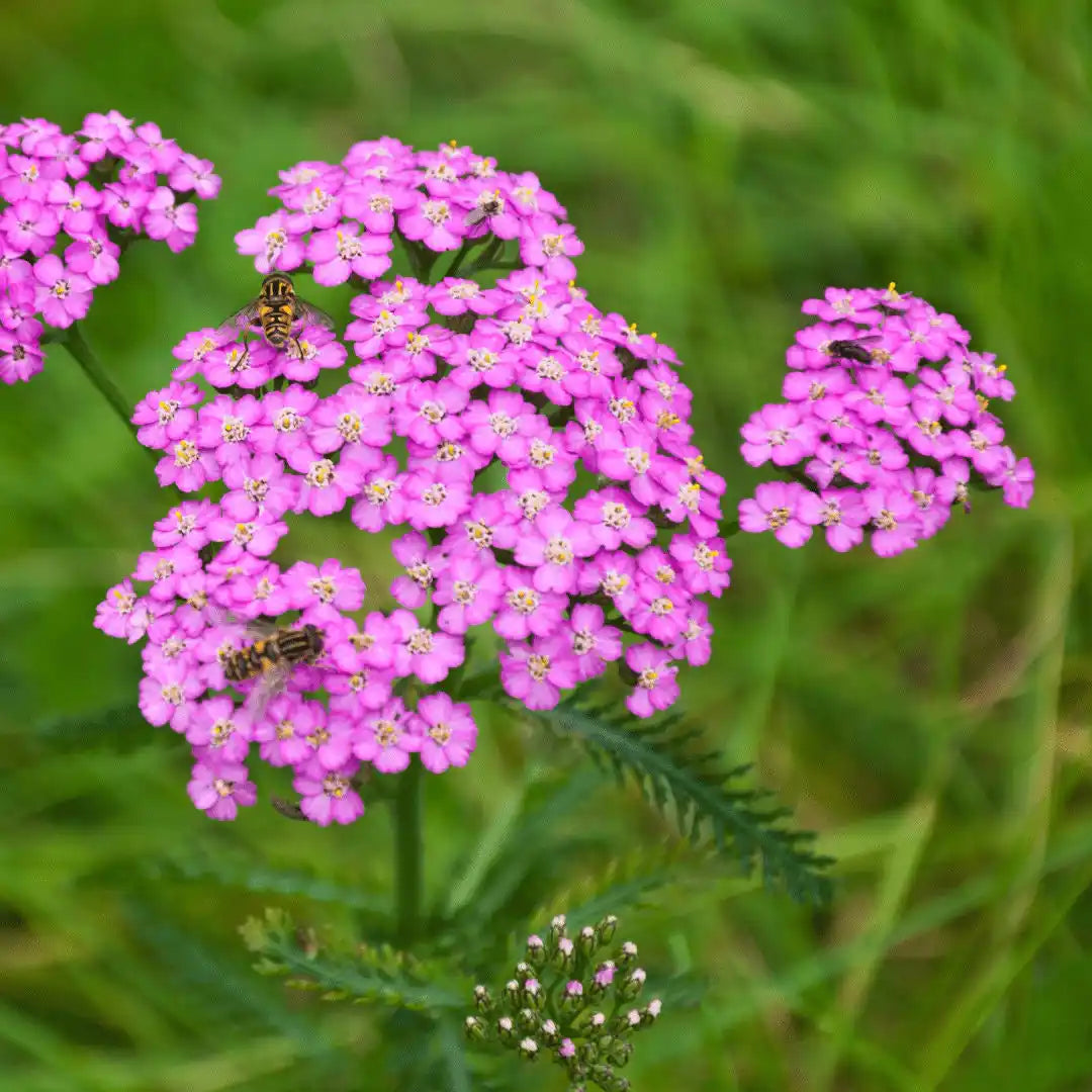 Yarrow Seeds - Cerise Pink