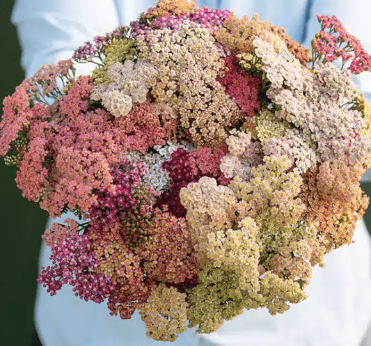 Yarrow Seeds - Summer Pastels Mix