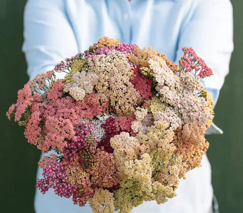 Yarrow Seeds - Summer Pastels Mix