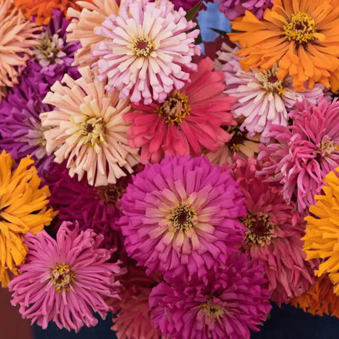Zinnia Seeds - Cactus Hybrid Mix