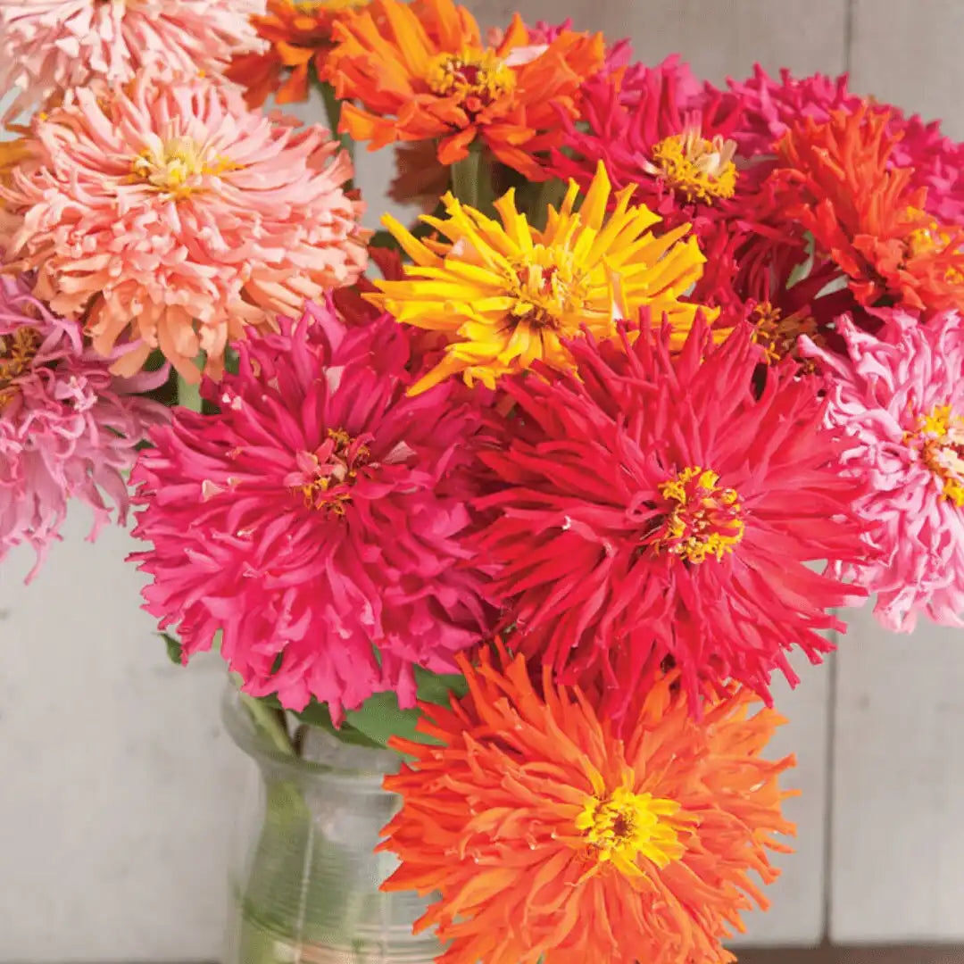 Zinnia Seeds - Cactus Hybrid Mix