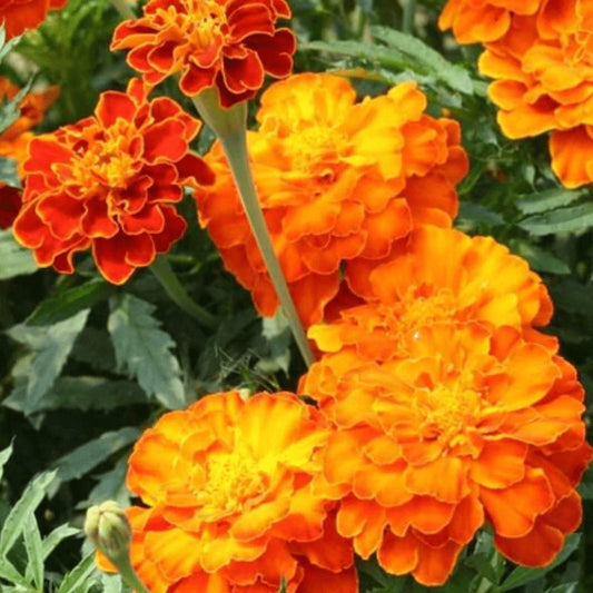 Brocade French Marigold - Circle Farms seeds