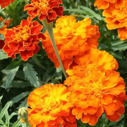 Brocade French Marigold - Circle Farms seeds