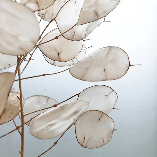 Lunaria (Money Plant, Silver Dollar, Honesty Plant)