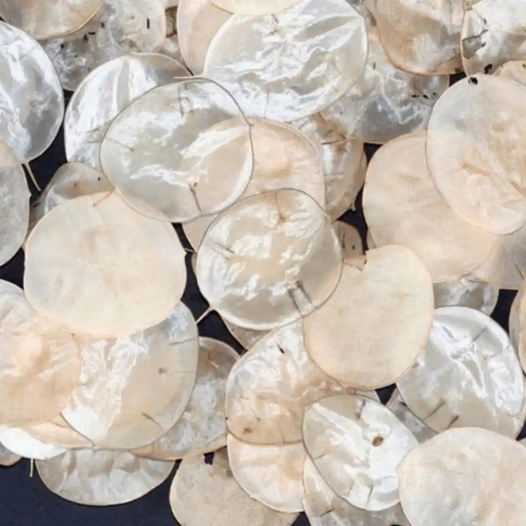 Lunaria (Money Plant, Silver Dollar, Honesty Plant)