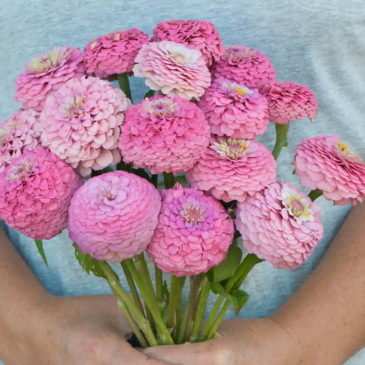 Zinnia Seeds - Oklahoma Pink