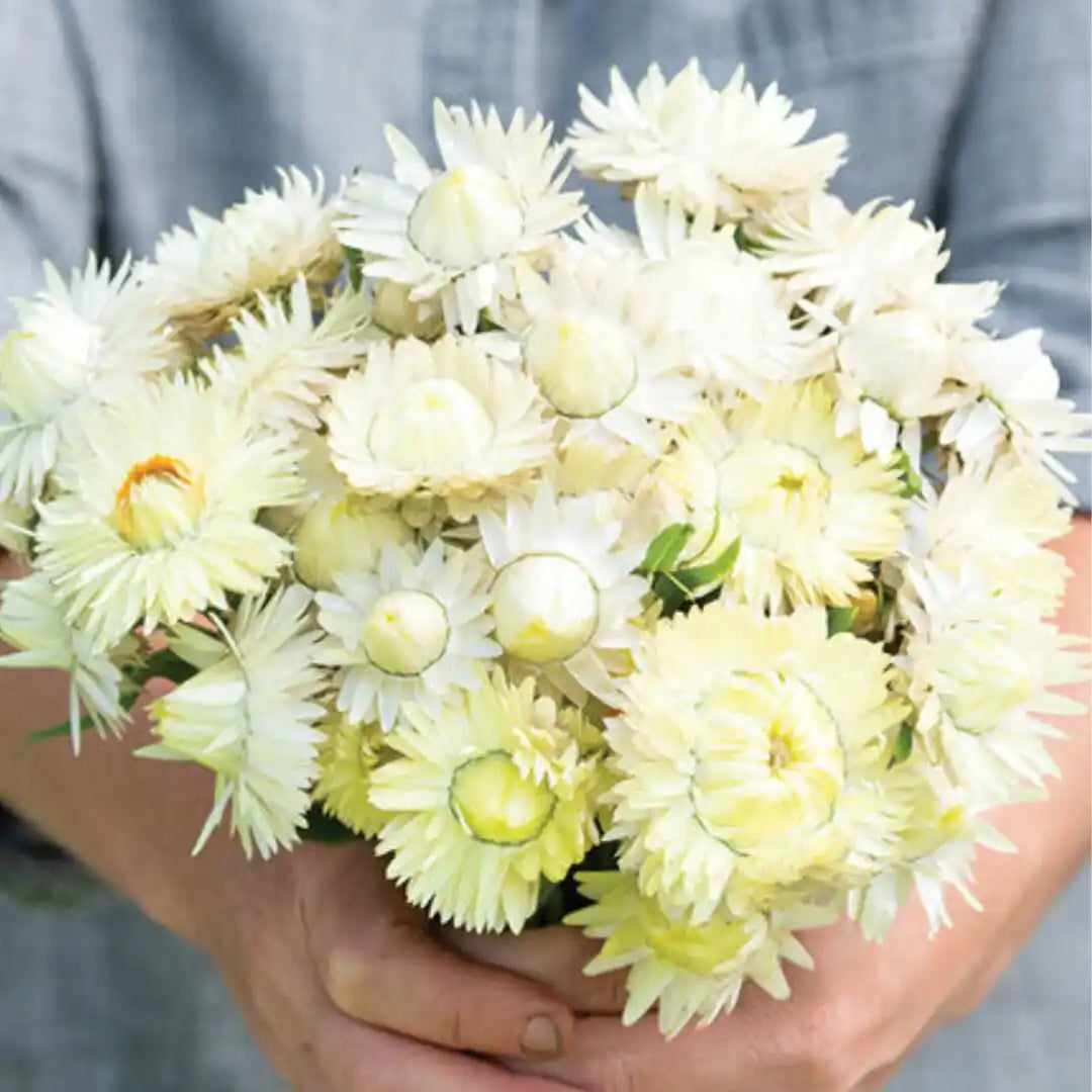 Strawflower Seeds - Creamy White