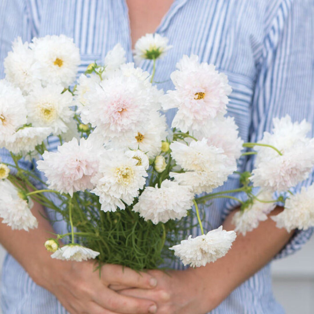 Cosmos - Double Click Snow Puff - Circle Farms seeds
