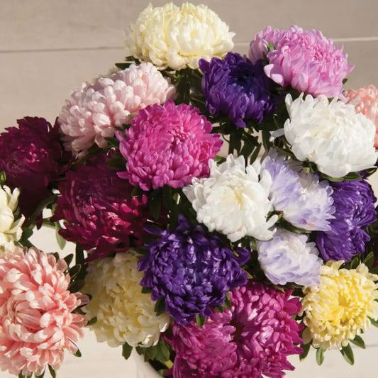 Aster Seeds - China Tower King Mix