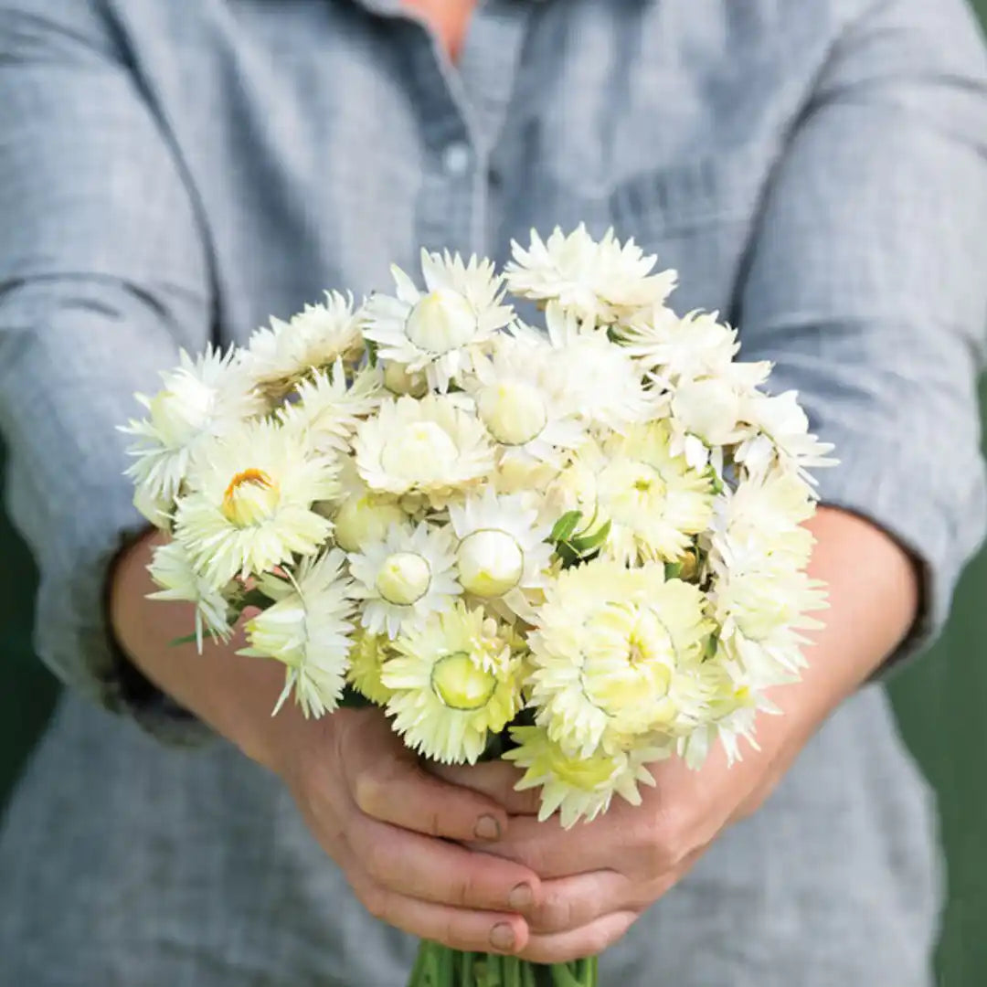 Strawflower Seeds - Creamy White