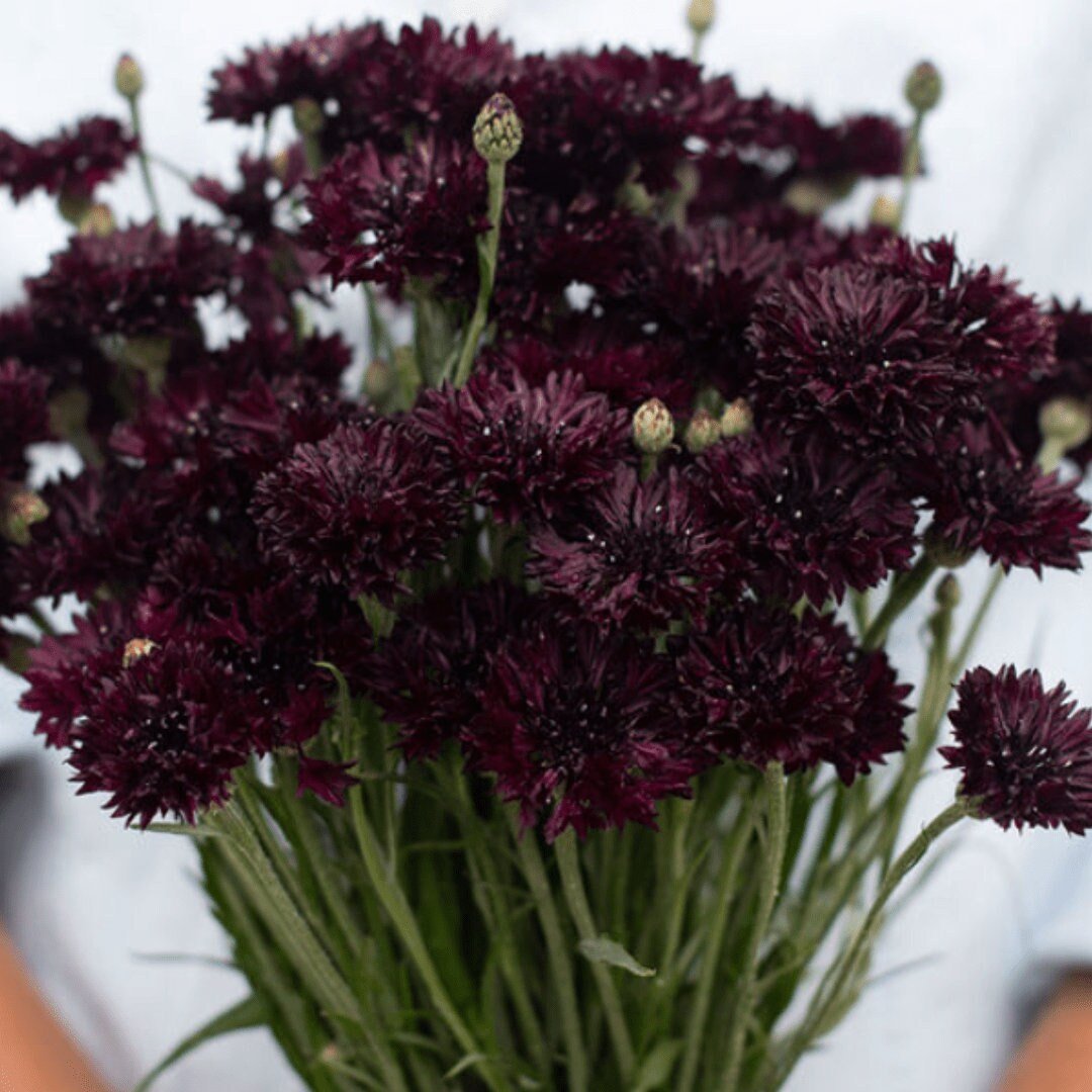 Black Bachelor's Buttons - Circle Farms seeds