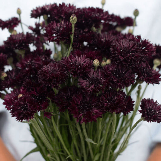 Black Bachelor's Buttons - Circle Farms seeds
