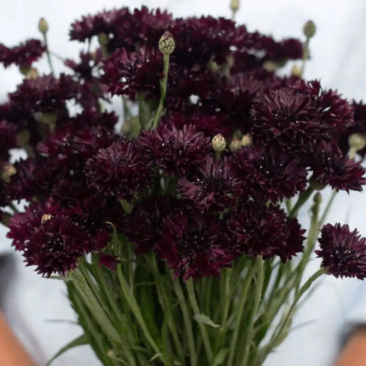 Black Bachelor's Buttons - Circle Farms seeds