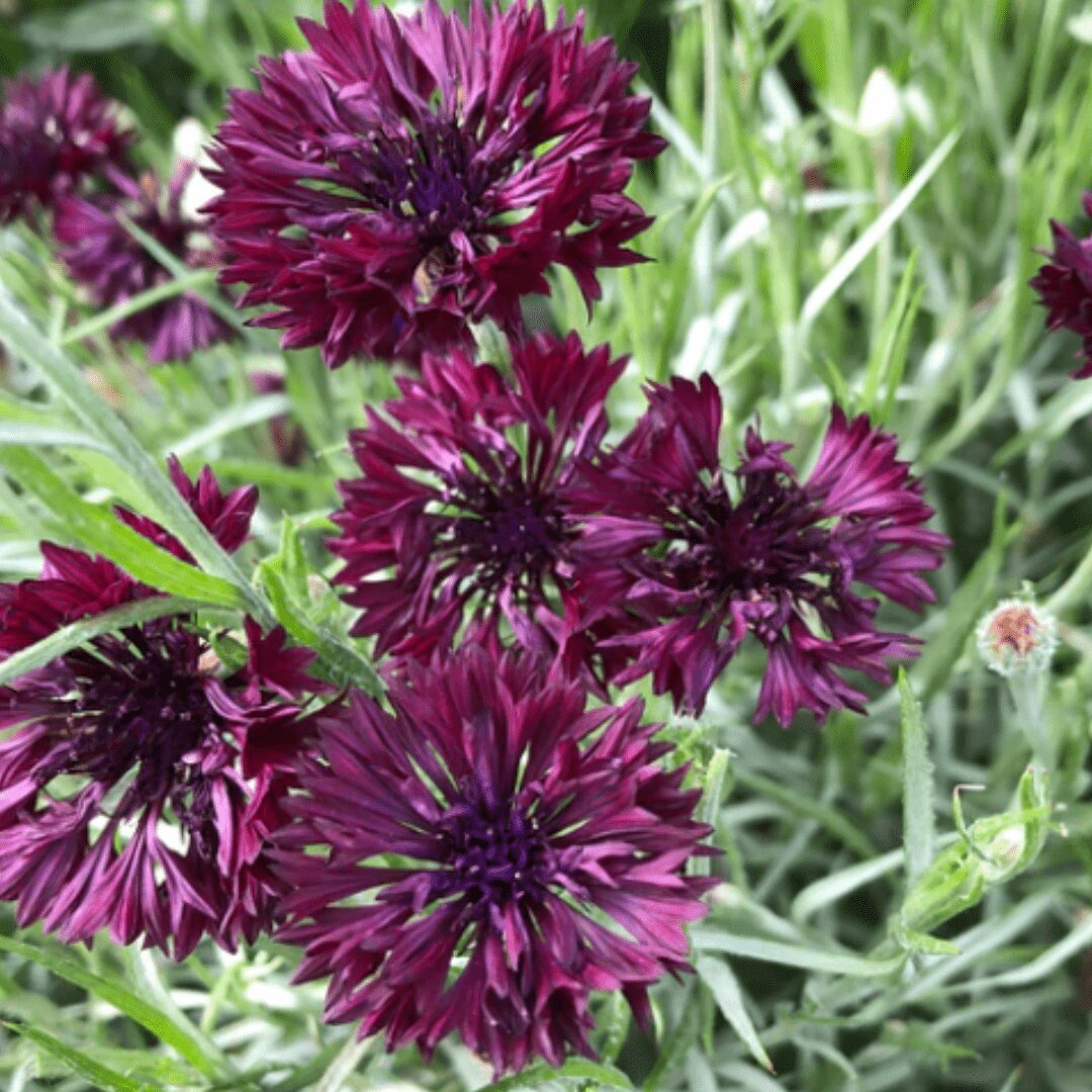 Black Bachelor's Buttons - Circle Farms seeds