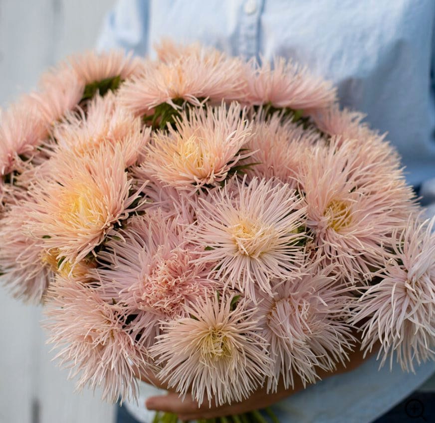 Aster - Valkyrie Brunhilde Chamois - Circle Farms seeds