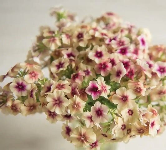 Phlox - Cherry Caramel