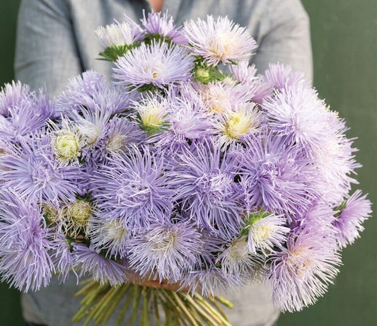 Aster - Hazaster Hagan Light Blue - Circle Farms seeds