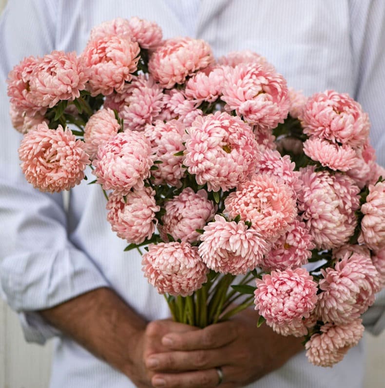Aster - Tower Chamois China - Circle Farms seeds