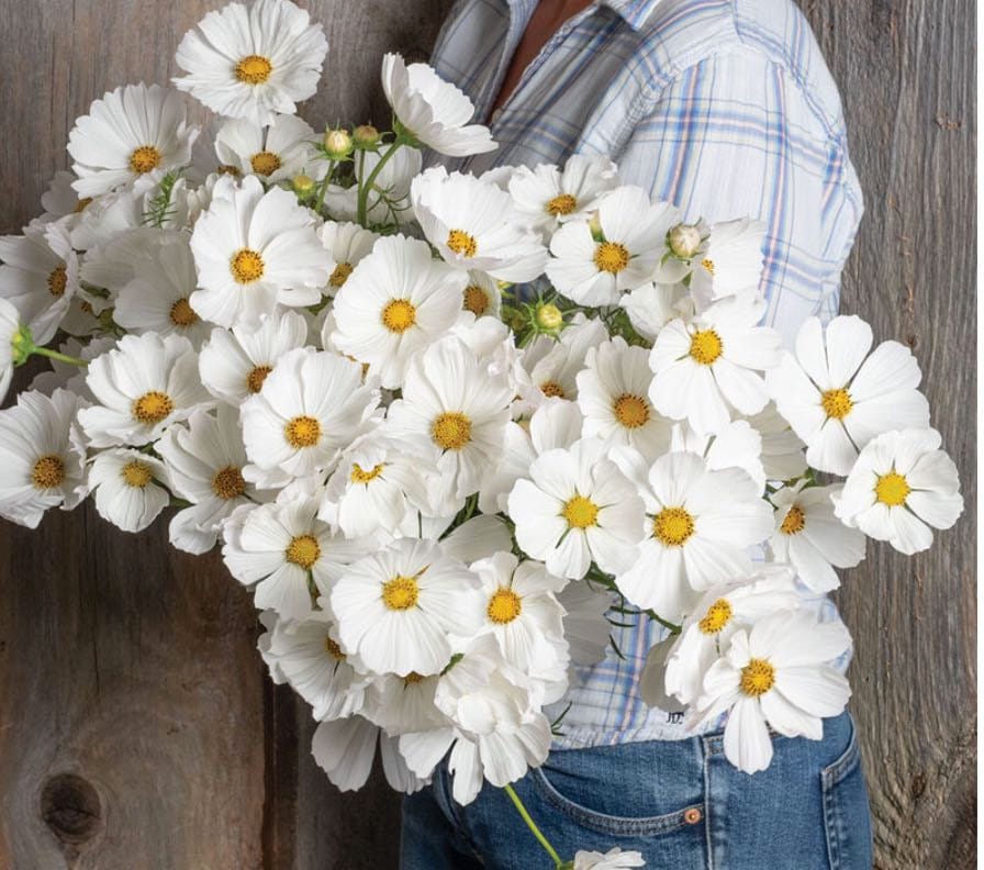 Cosmos - Afternoon White