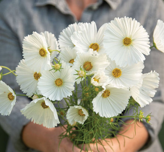 Cosmos - Cupcake White