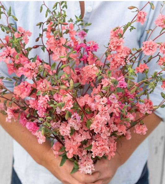 Clarkia - Elegant Salmon Apricot - Circle Farms seeds