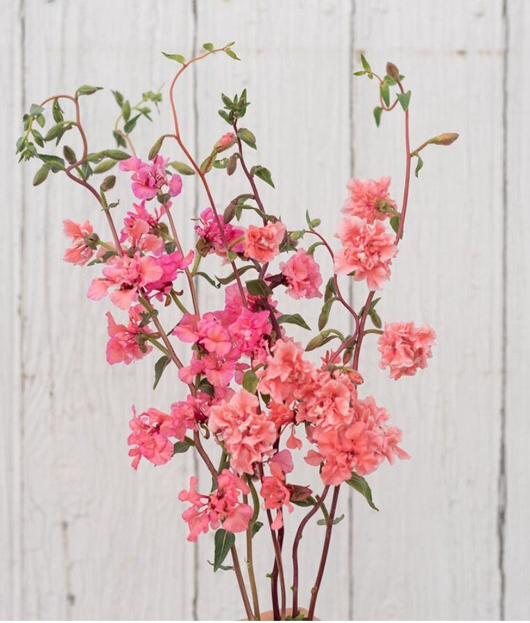 Clarkia - Elegant Salmon Apricot - Circle Farms seeds
