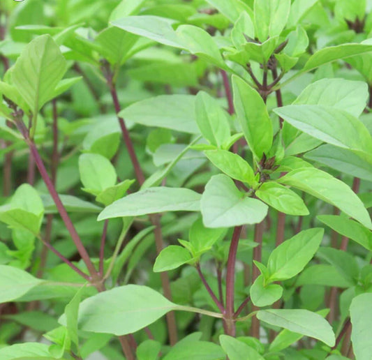 Basil - Sweet Thai - Circle Farms seeds