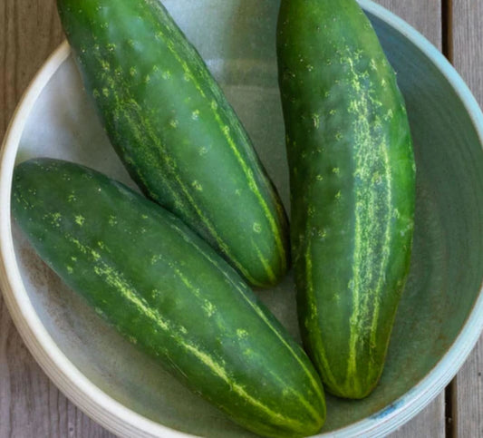 Cucumber - Early Fortune (Organic)