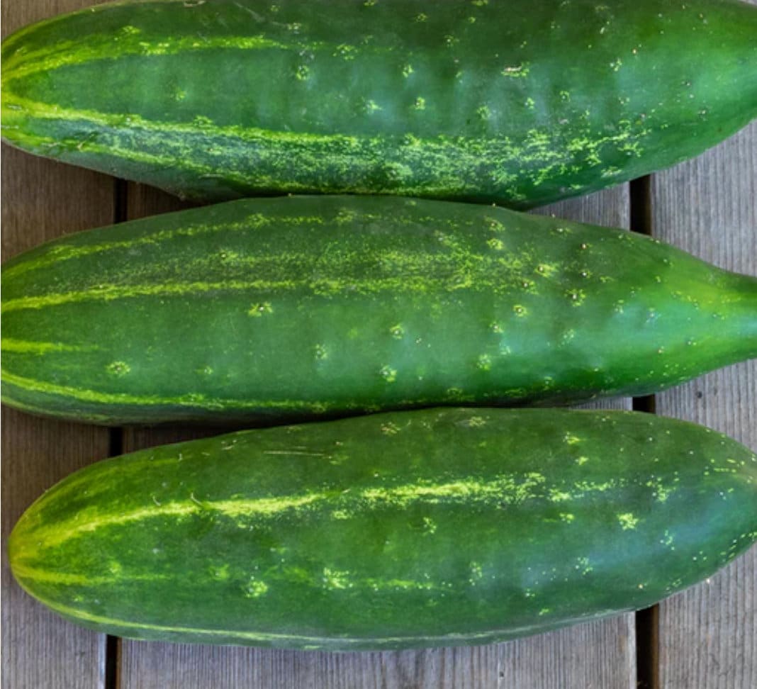 Cucumber - Early Fortune (Organic)