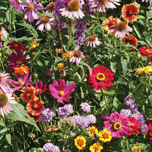 Wildflower Seed Mix for Butterflies & Pollinators