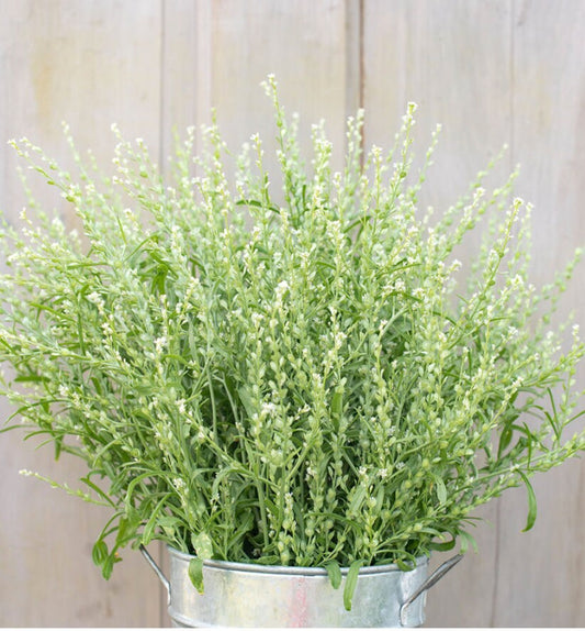 Cress - Persian