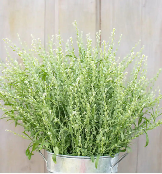 Cress - Persian
