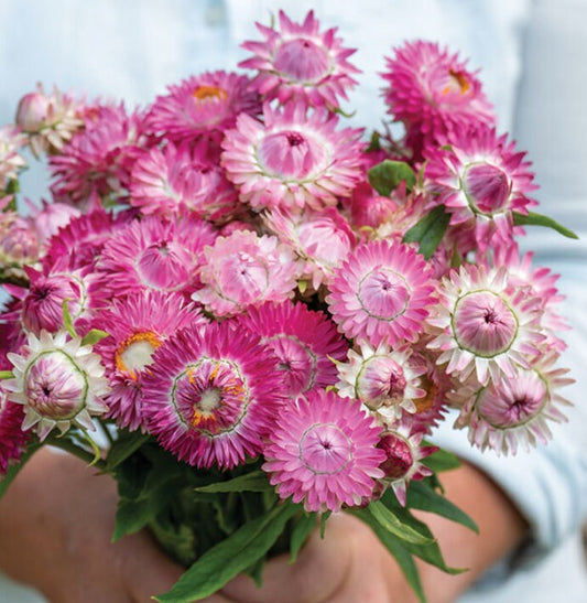 Strawflower - Swiss Giant Bright Rose Mix