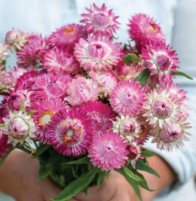Strawflower Seeds - Swiss Giant Bright Rose Mix