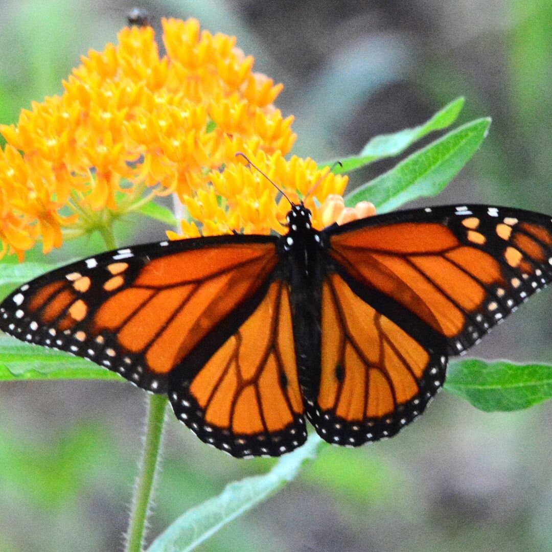 Wildflowers - Butterfly Pollinators Mix
